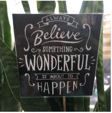 Kaartje in plant met tekst: always believe something wonderful is about to happen.